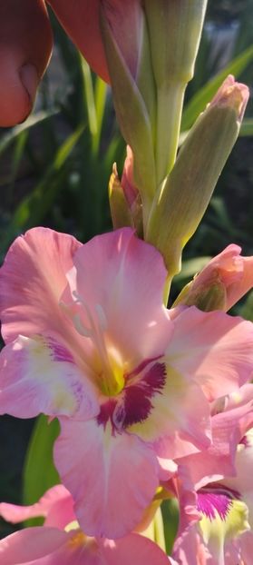  - Gladiole 2022