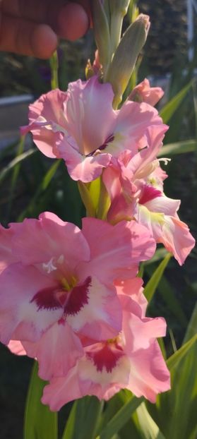  - Gladiole 2022