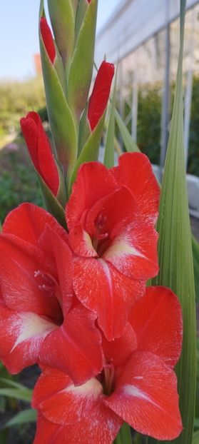  - Gladiole 2022