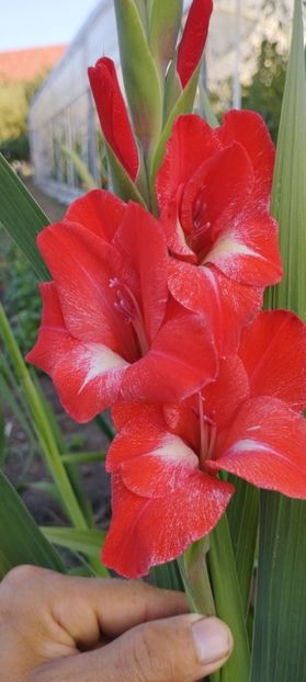  - Gladiole 2022