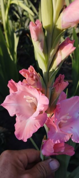  - Gladiole 2022