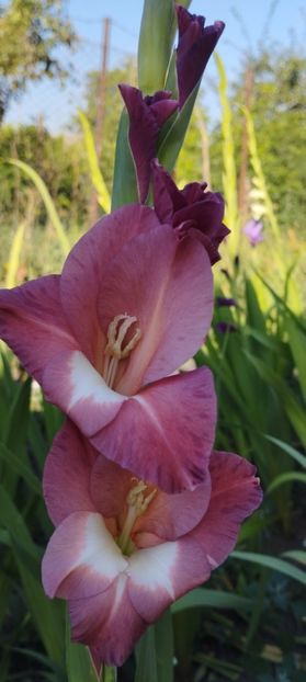  - Gladiole 2022