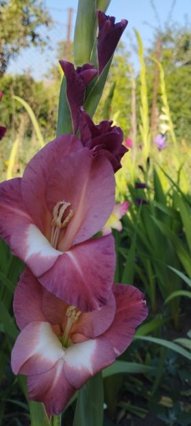  - Gladiole 2022