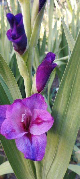  - Gladiole 2022