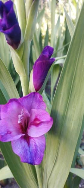  - Gladiole 2022