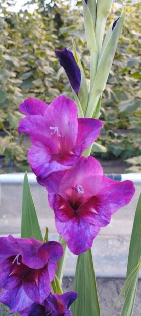  - Gladiole 2022
