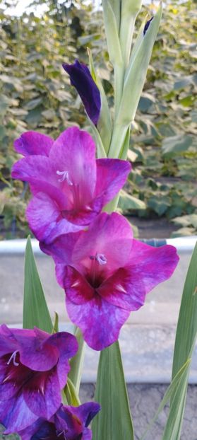  - Gladiole 2022