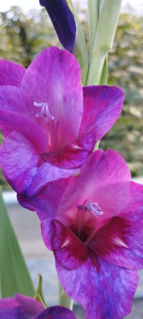  - Gladiole 2022
