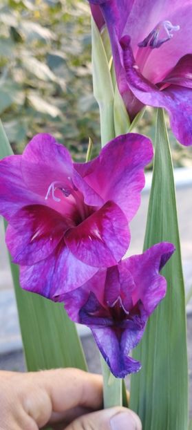  - Gladiole 2022