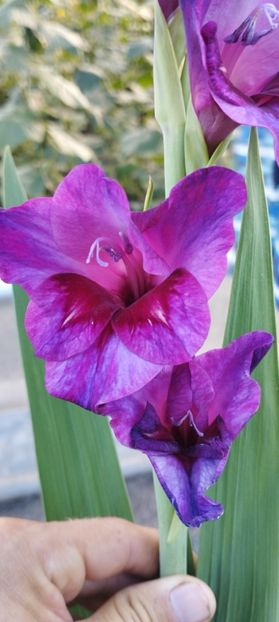  - Gladiole 2022