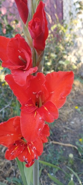  - Gladiole 2022