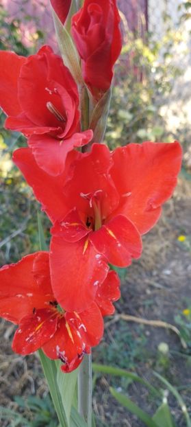 - Gladiole 2022
