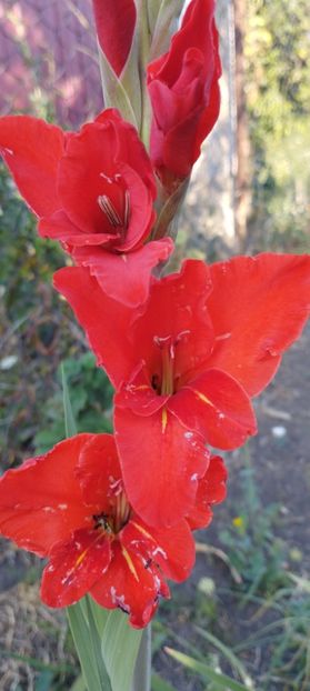  - Gladiole 2022
