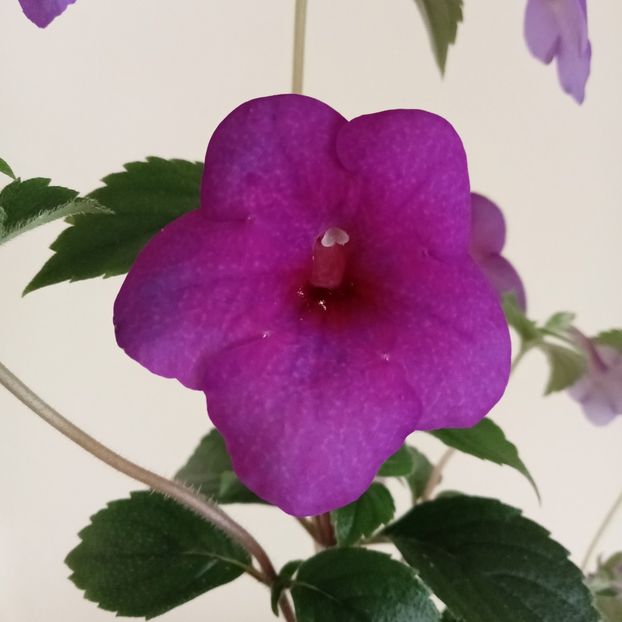  - RFs Mexican Velvet Purple