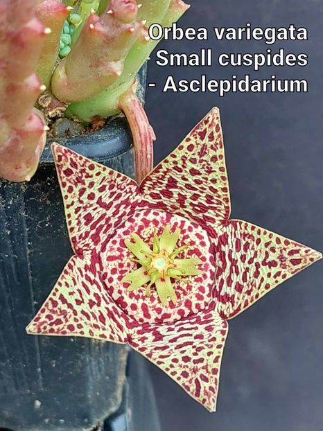  - Orbea variegata