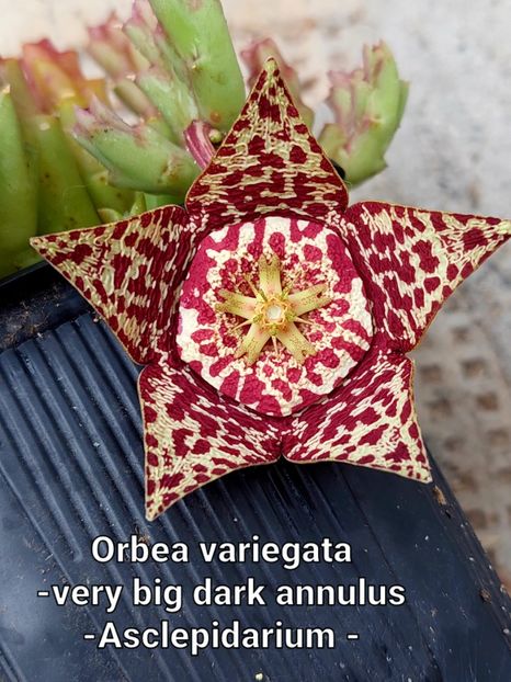  - Orbea variegata