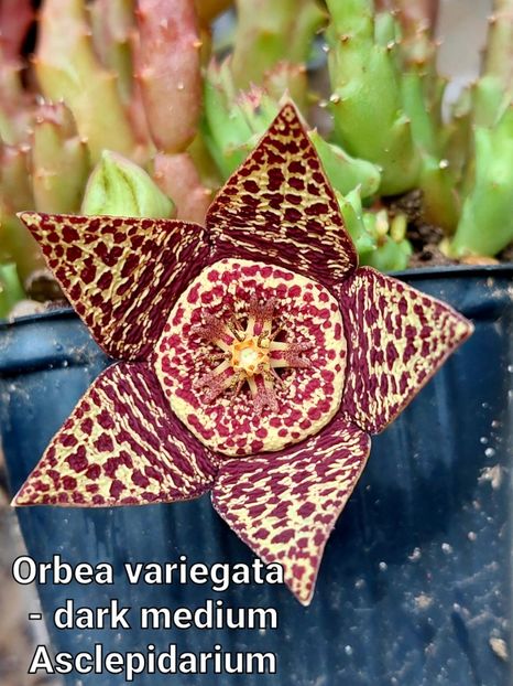  - Orbea variegata