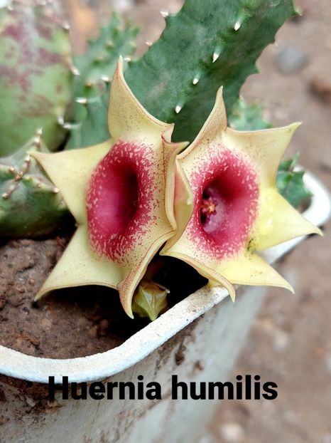  - Huernia