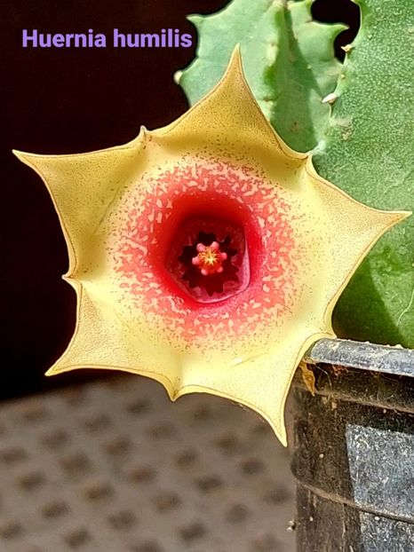  - Huernia