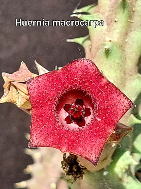  - Huernia