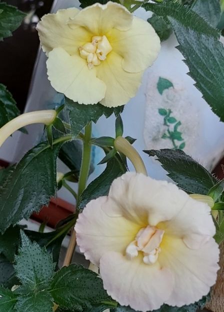  - YELLOW ENGLISH ROSE 2