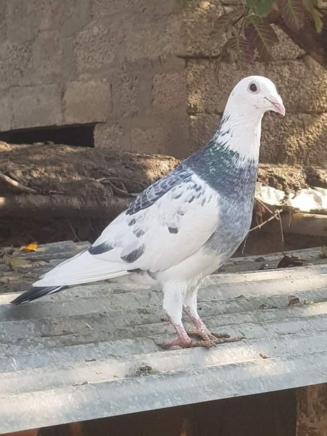  - Nu îmi aparțin 5