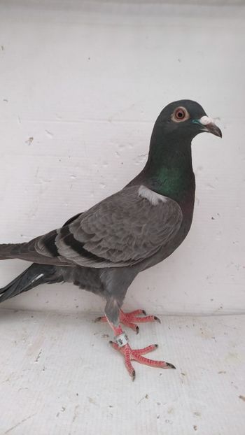 F 2020 vanduta - De vanzare voiajori 2