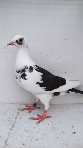  - De vanzare voiajori 2