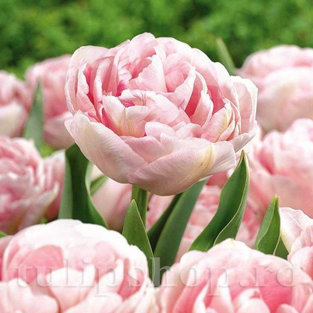Bulbi Lalele Angelique (Tulip) - Bulbi Flori Toamna 2022