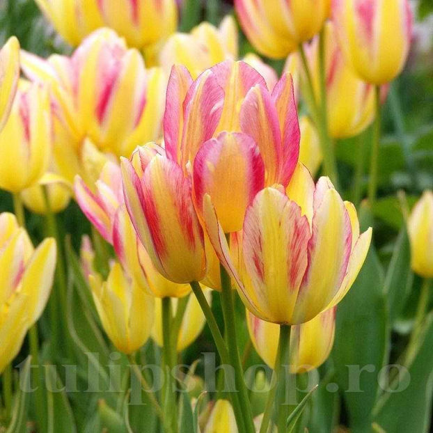 Bulbi Lalele Antoinette (Tulip) - Bulbi Flori Toamna 2022
