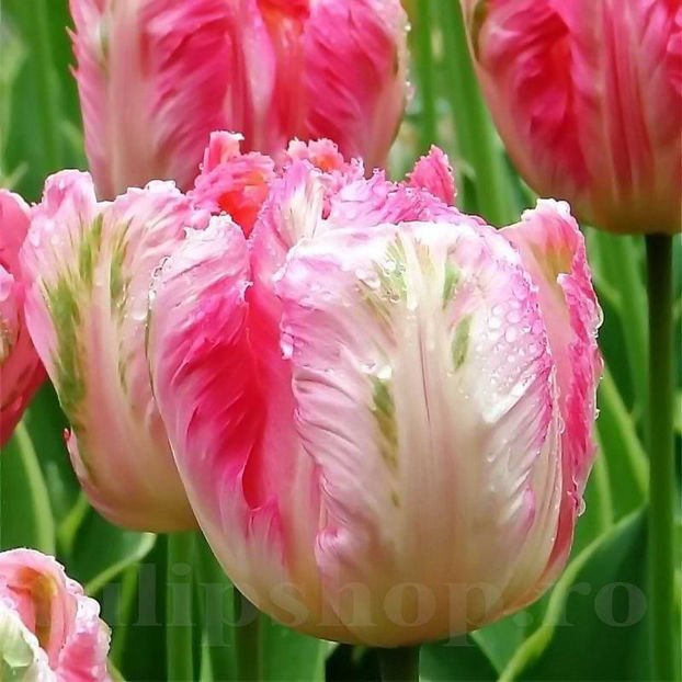 Bulbi Lalele Apricot Parrot (Tulip) - Bulbi Flori Toamna 2022