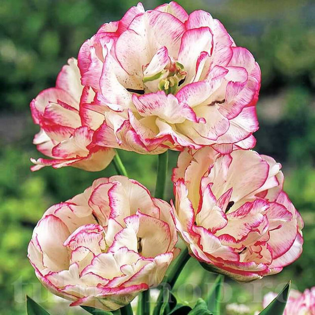 Bulbi Lalele Belicia (Tulip) - Bulbi Flori Toamna 2022
