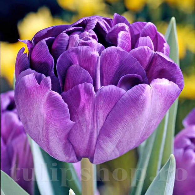 Bulbi Lalele Blue Diamond (Tulip) - Bulbi Flori Toamna 2022