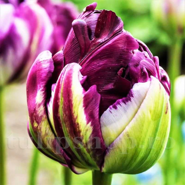 Bulbi Lalele Blue Wow (Tulip) - Bulbi Flori Toamna 2022