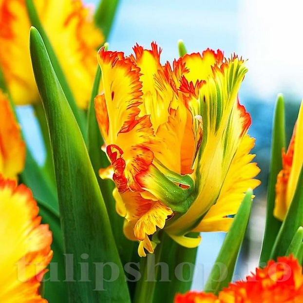 Bulbi Lalele Caribbean Parrot (Tulip) - Bulbi Flori Toamna 2022