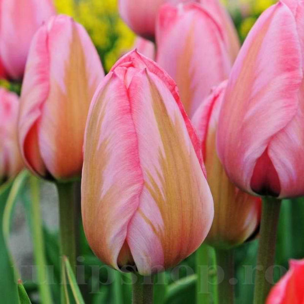 Bulbi Lalele Design Impression (Tulip) - Bulbi Flori Toamna 2022