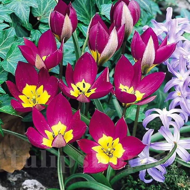 Bulbi Lalele Eastern Star (Tulip) - Bulbi Flori Toamna 2022