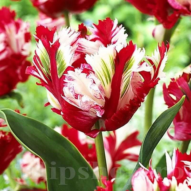 Bulbi Lalele Estella Rijnveld (Tulip) - Bulbi Flori Toamna 2022