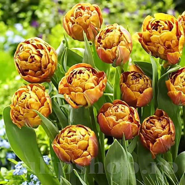 Bulbi Lalele Garden Flevor (Tulip) - Bulbi Flori Toamna 2022