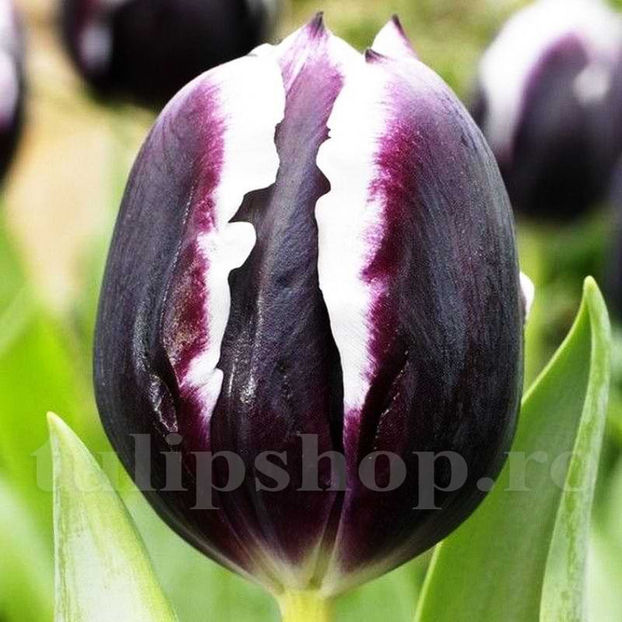 Bulbi Lalele Jackpot (Tulip) - Bulbi Flori Toamna 2022