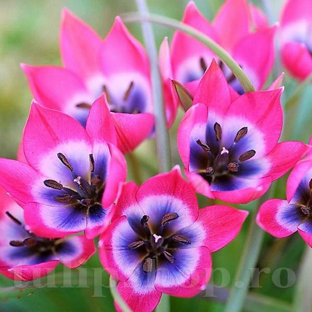 Bulbi Lalele Little Beauty (Tulip) - Bulbi Flori Toamna 2022