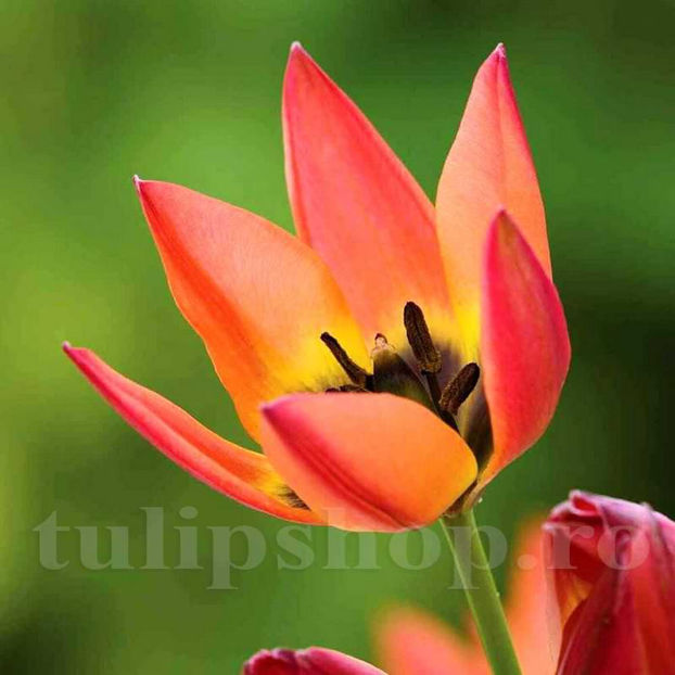 Bulbi Lalele Little Princess (Tulip) - Bulbi Flori Toamna 2022