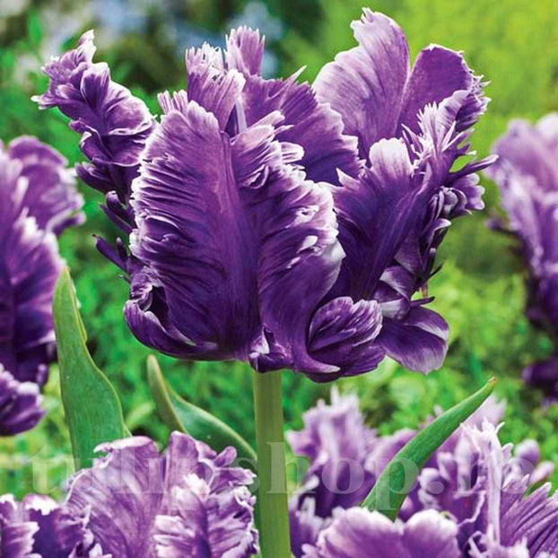 Bulbi Lalele Mysterious Parrot (Tulip) - Bulbi Flori Toamna 2022