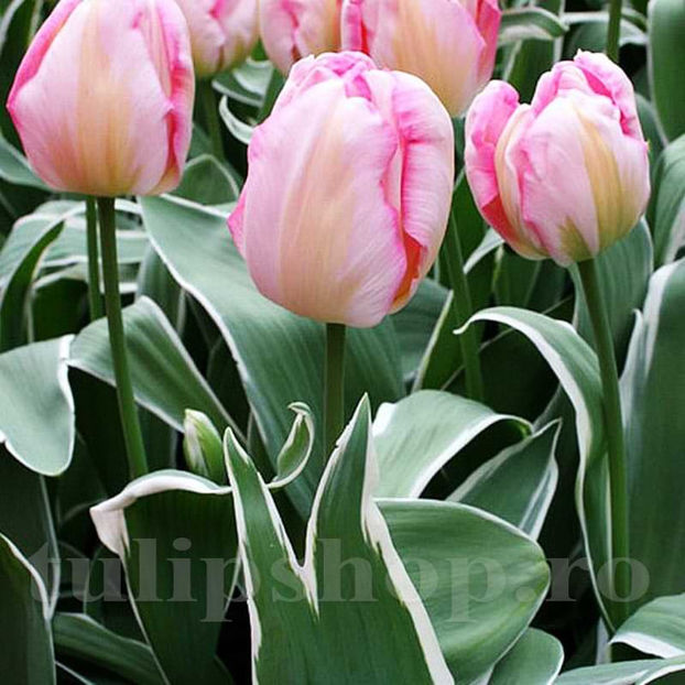 Bulbi Lalele New Design (Tulip) - Bulbi Flori Toamna 2022