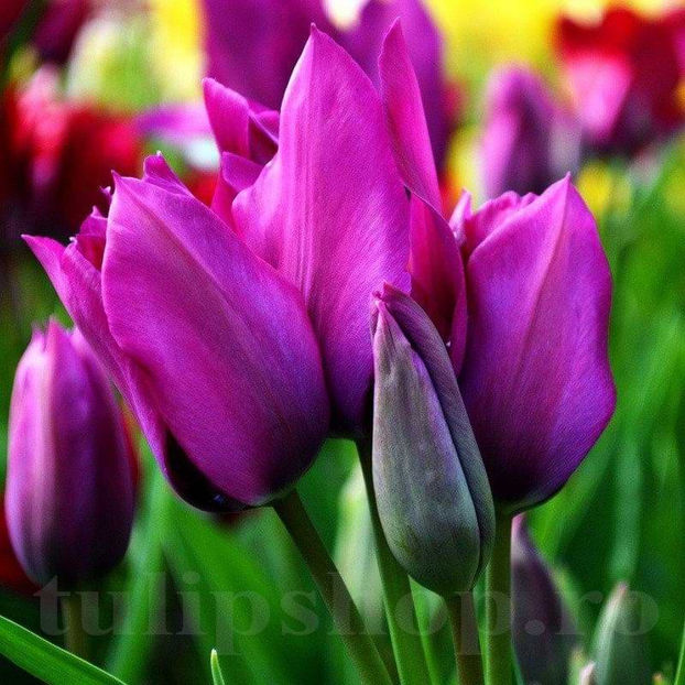 Bulbi Lalele Night Club (Tulip) - Bulbi Flori Toamna 2022