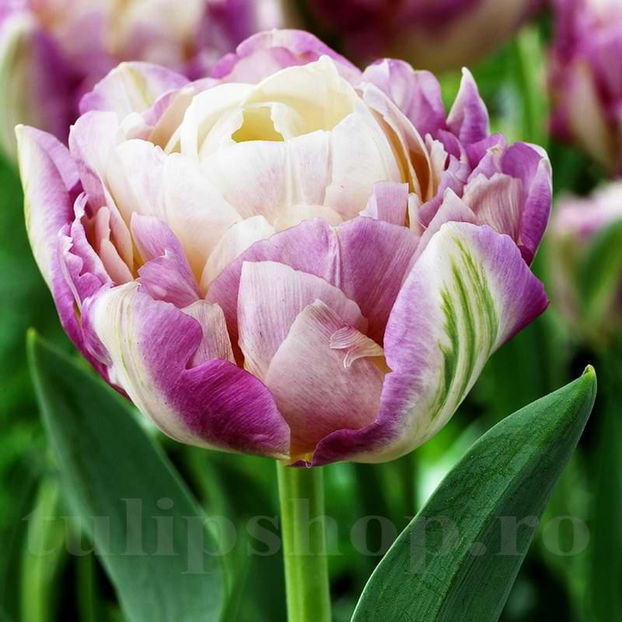 Bulbi Lalele Sweet Desire (Tulip) - Bulbi Flori Toamna 2022