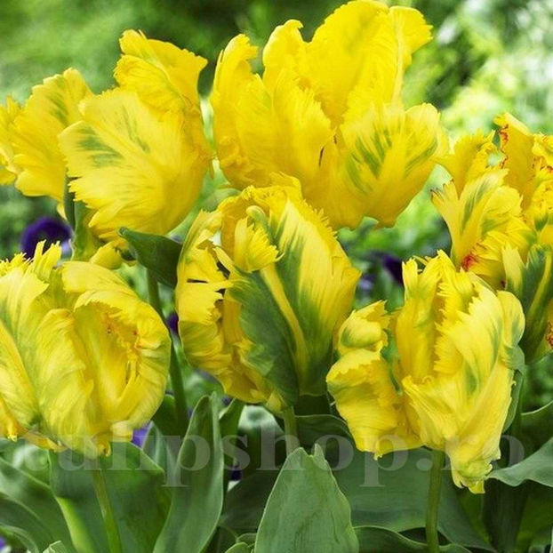 Bulbi Lalele Texas Gold (Tulip) - Bulbi Flori Toamna 2022