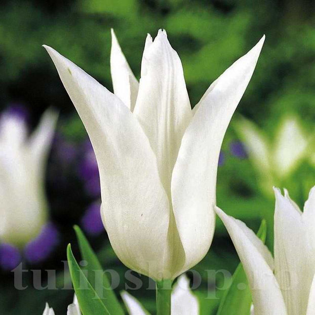 Bulbi Lalele Tres Chic (Tulip) - Bulbi Flori Toamna 2022