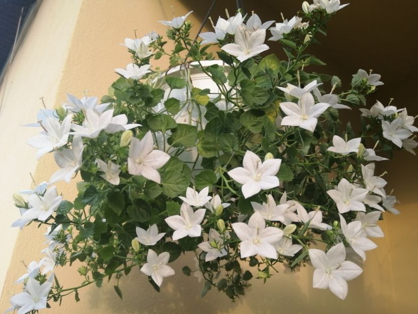  - Campanula