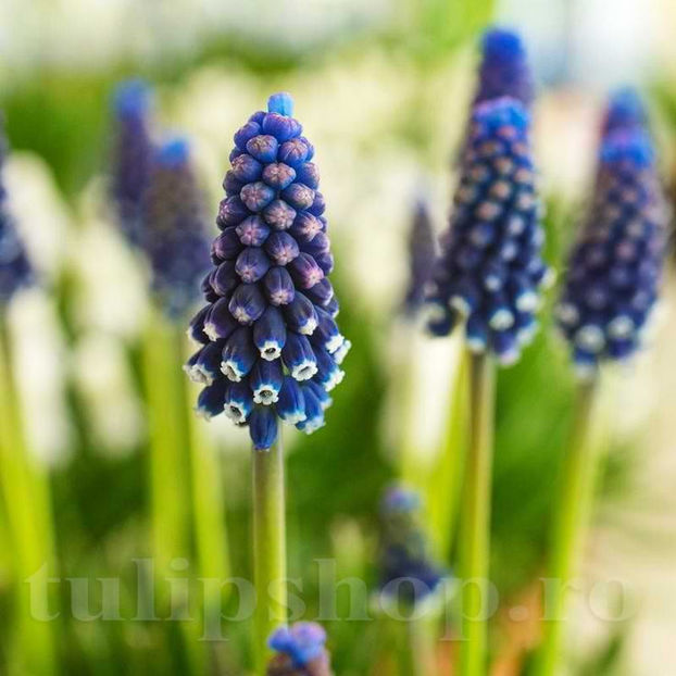 Bulbi Muscari Night Eyes - Bulbi Flori Toamna 2022